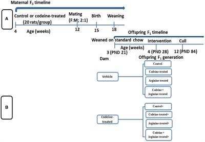 L-Arginine abrogates maternal and pre-pubertal codeine exposure-induced impaired spermatogenesis and sperm quality by modulating the levels of mRNA encoding spermatogenic genes